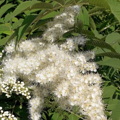 Sorbaria sorbifolia — flower