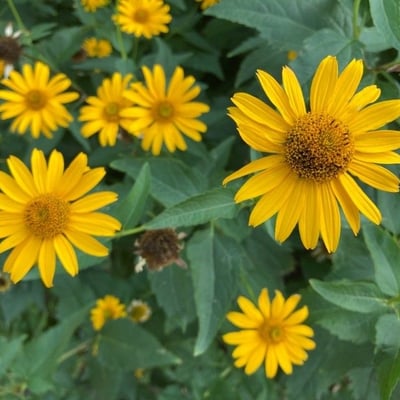 Heliopsis helianthoides — flower