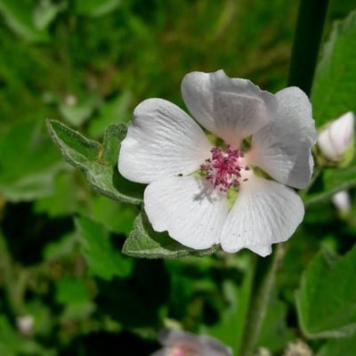 Althaea officinalis — flower
