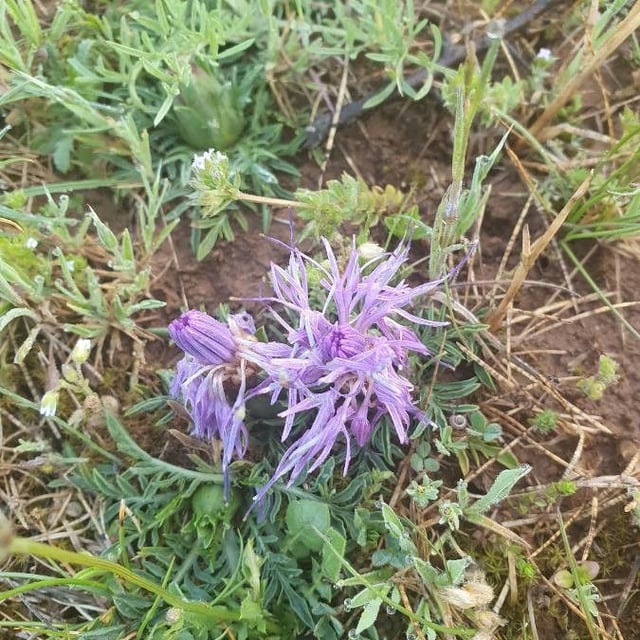 Carthamus mitissimus — flower