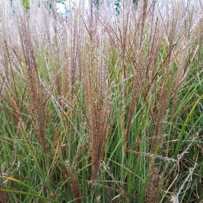 Miscanthus sinensis — flower