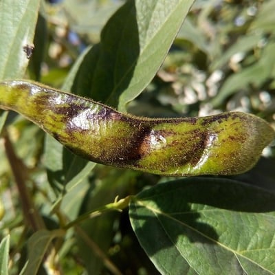 Cajanus cajan — flower