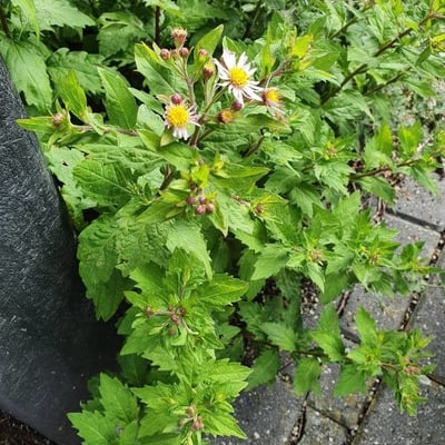Aster ageratoides — flower