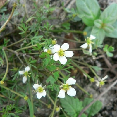 Ranunculus ololeucos — flower