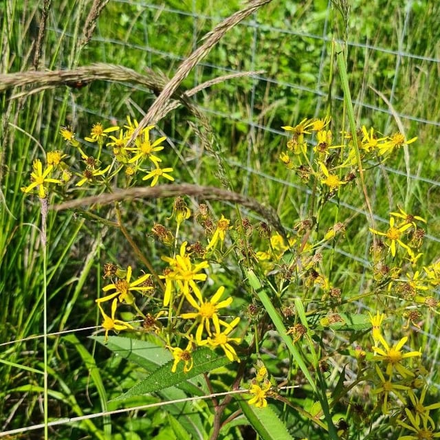 Senecio nemorensis — flower