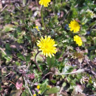 Crepis sancta — flower