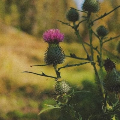 Cirsium discolor — flower