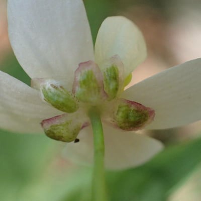 Ranunculus platanifolius — flower