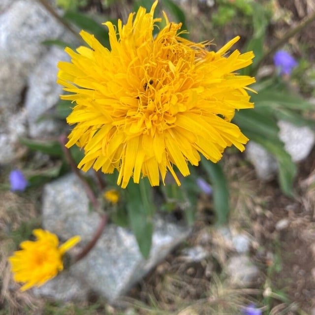 Scorzoneroides montana — flower