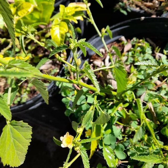 Sida spinosa — flower