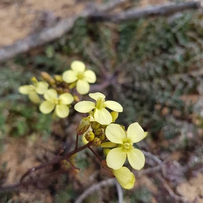 Coincya monensis — flower