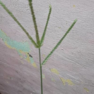 Eleusine indica — flower