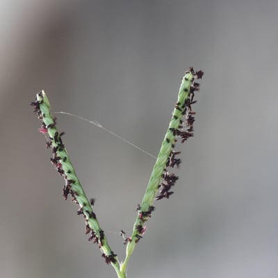 Paspalum distichum — flower