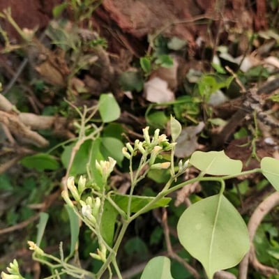 Dalbergia sissoo — flower