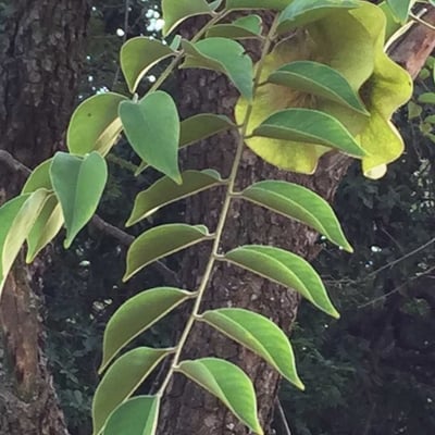 Pterocarpus angolensis — leaf