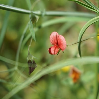 Lathyrus sphaericus — flower