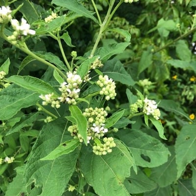 Verbesina virginica — flower
