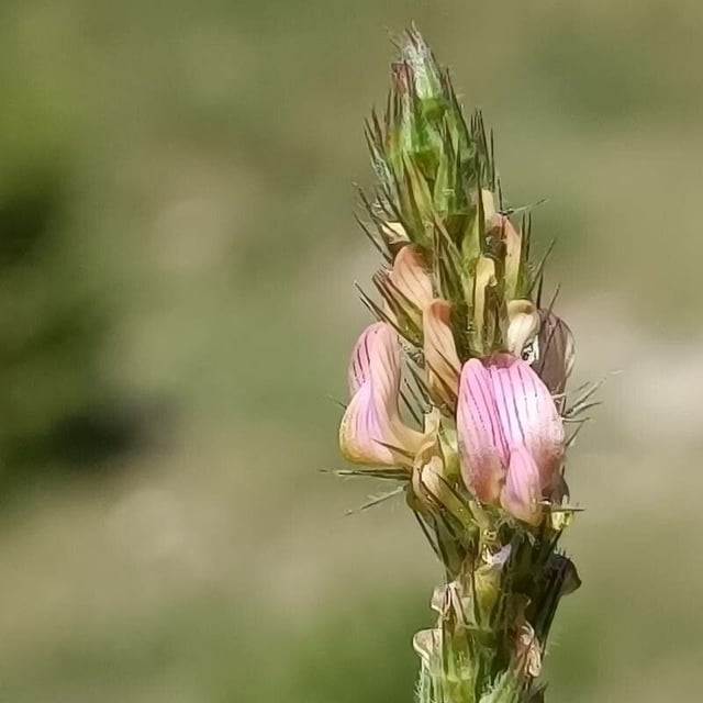 Onobrychis supina — flower