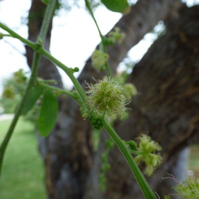 Pithecellobium dulce — flower