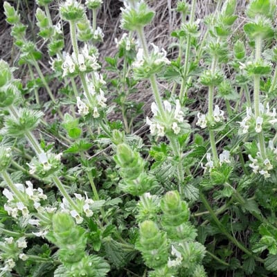 Sideritis hirsuta — flower