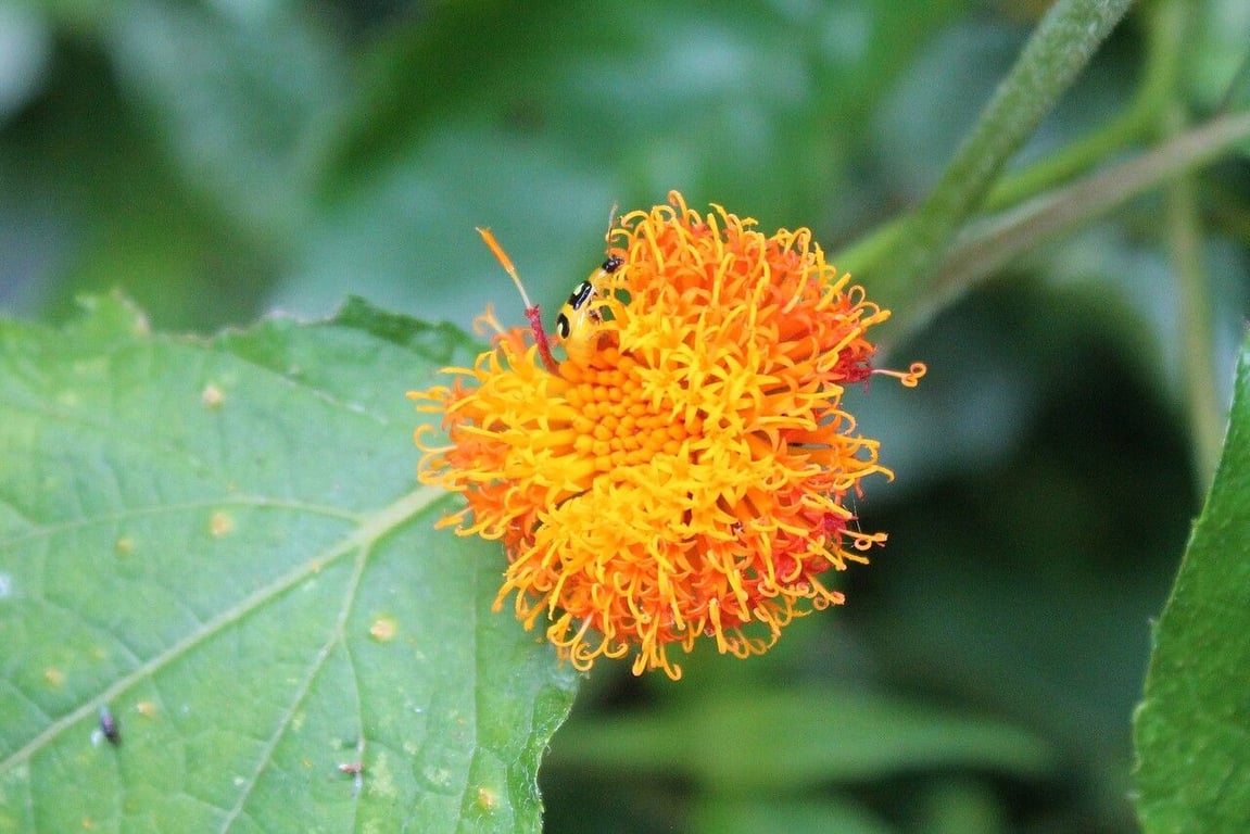 Verbesina crocata