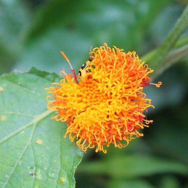 Verbesina crocata