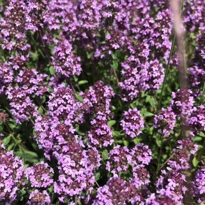 Thymus serpyllum — flower