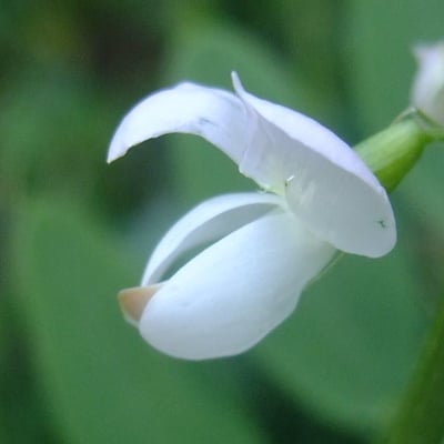 Glycyrrhiza glabra — flower