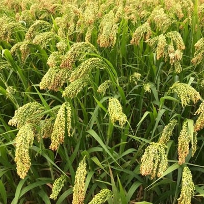 Panicum miliaceum — flower