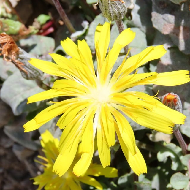 Crepis pygmaea — flower