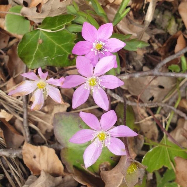 Hepatica nobilis — flower