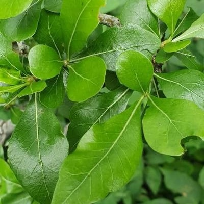 Gardenia ternifolia — leaf