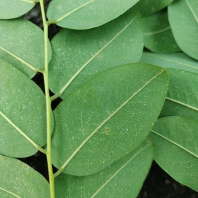 Amburana cearensis — leaf