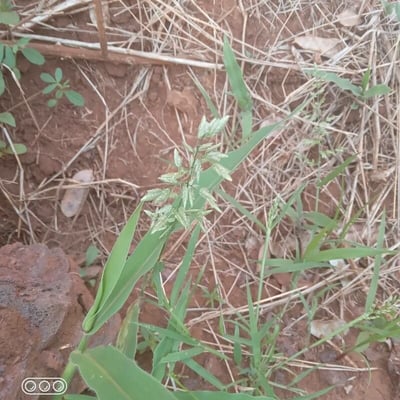 Eragrostis cilianensis — flower