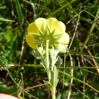 Potentilla grandiflora — flower