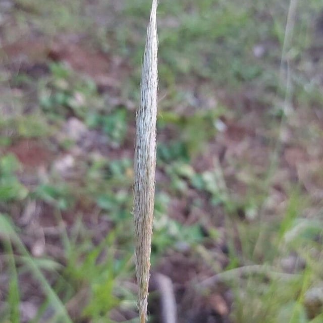 Elymus glaucus — flower