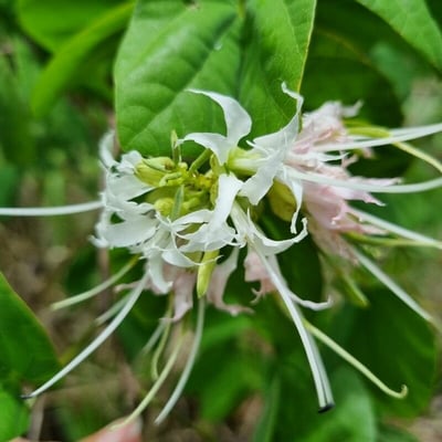 Bauhinia divaricata — flower