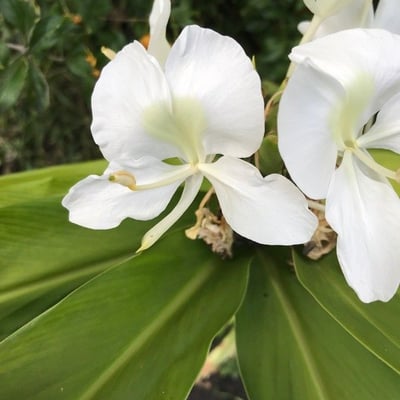 Hedychium coronarium — flower