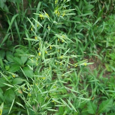 Bromus inermis — flower