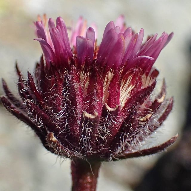 Erigeron uniflorus — flower