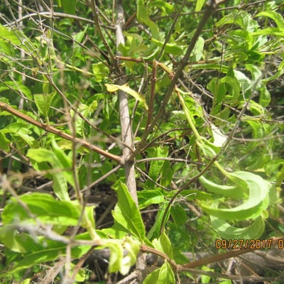 Hoslundia opposita — habit