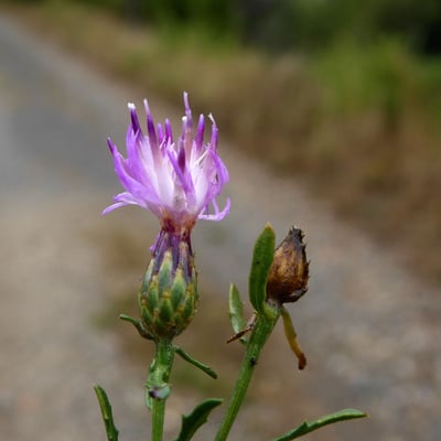 Centaurea paniculata — flower