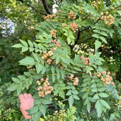 Zanthoxylum schinifolium — leaf