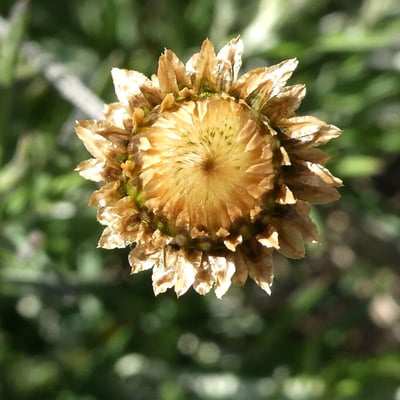 Phagnalon saxatile — flower