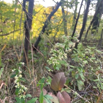 Solidago bicolor — flower