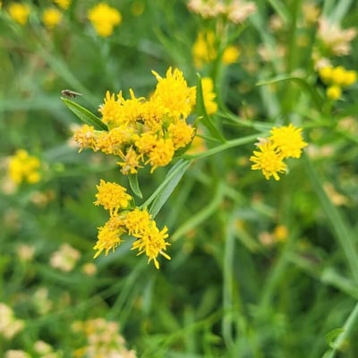 Euthamia graminifolia — flower