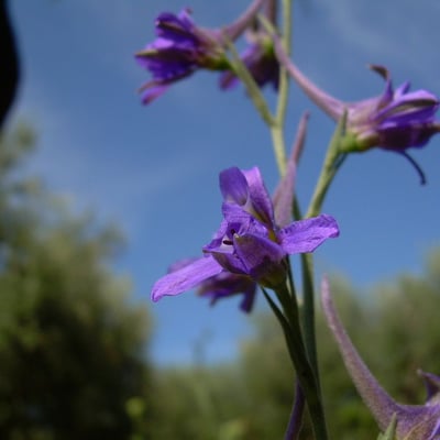 Delphinium halteratum — flower