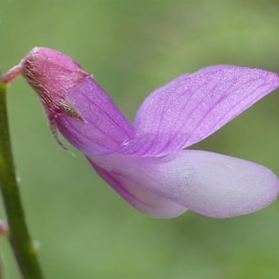 Vicia tenuifolia — flower