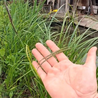 Paspalum scrobiculatum — flower
