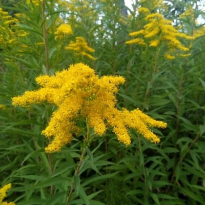 Solidago gigantea — flower